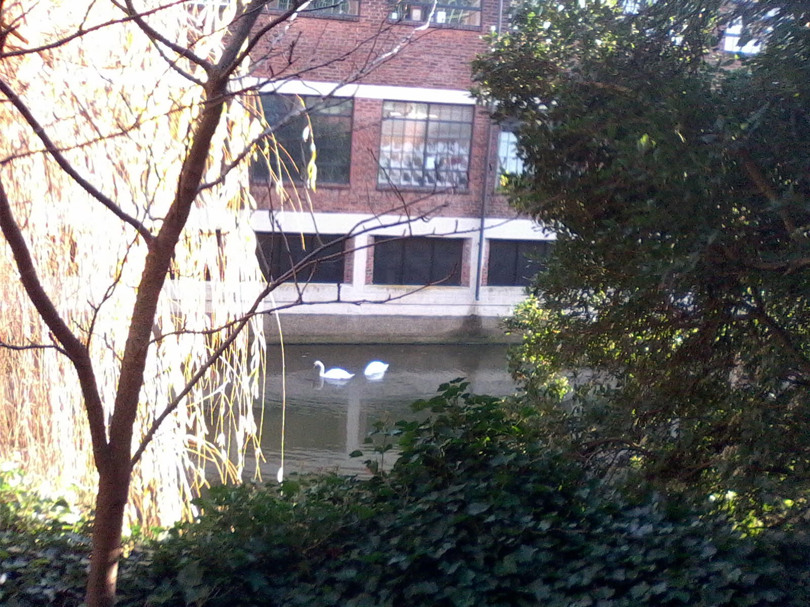 20181213 swans1 swans on the Foss