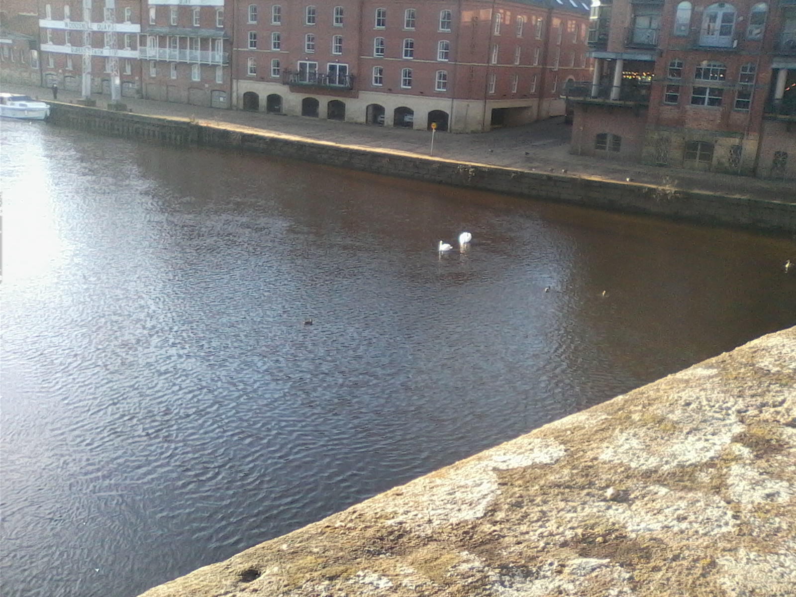 Ouse swans