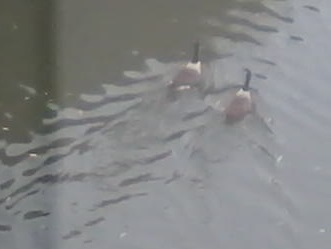 20181215 geese Canada geese