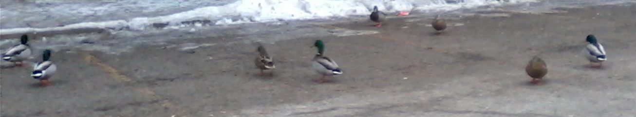 ducks in the park March 2019