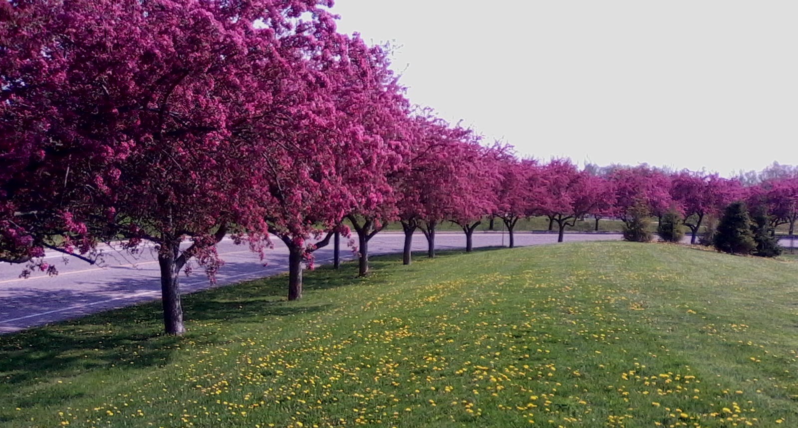 pink trees
