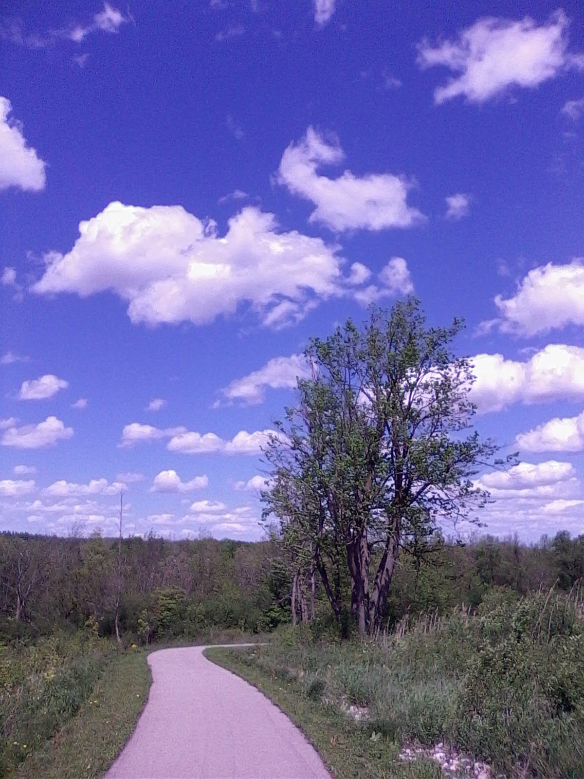 nice day trees