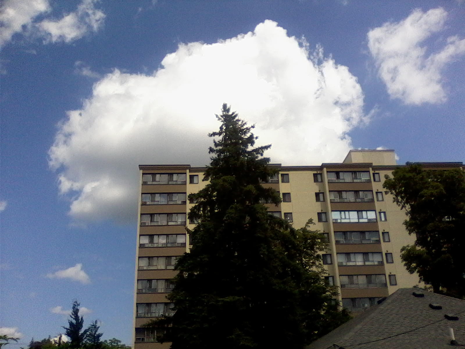tree and cloud