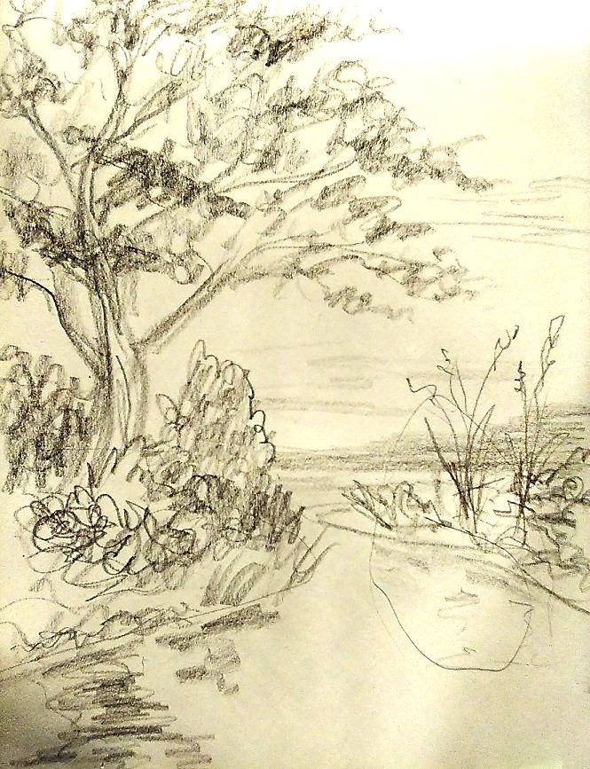 tree on a riverbank